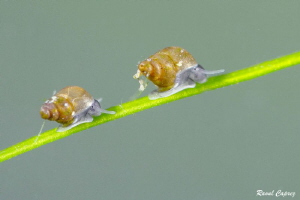Tiny buddies on their way (3 mm or 0,3 inches),
Nikkor 1... by Raoul Caprez 